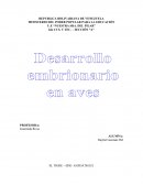 Informe desarrollo embrionario