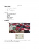 Sensor de voltaje y corriente NeuLog