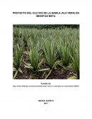 PROYECTO DEL CULTIVO DE LA SABILA (ALOE VERA) EN MESETAS META