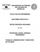 OBSERVACIÓN Y DISECCIÓN DE PULMÓN