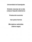 Micropterus salmoides