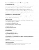 Resurgimiento de la teoría neoclásica: Tipos de organización