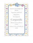 CAMPANILLA