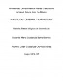 Plasticidad cerebral y aprendizaje