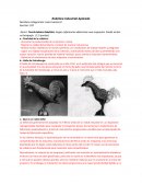 Robotica industrial aplicada