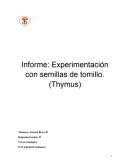 Germinacion plantas de Tomillo, Informe
