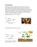 Termoquimica. Reacciones exotérmicas