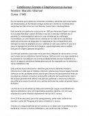 Estafilococo Dorada (Staphylococcus Aureus)