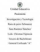 Cuidado de la raza Schnauzer