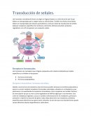 Transduccion de señales baynes bioquimica