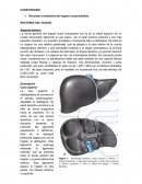 Anatomía y fisiología hepática