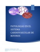 Principales Patologías Cardiovasculares En Bovinos Posgrado “Ciencias Agropecuarias”