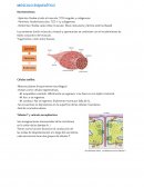 Fisiología muscular. MÚSCULO ESQUELÉTICO