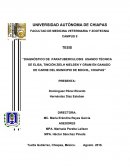 Prevalencia de paratuberculosis en ganado bovino de carne en Chiapas
