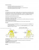 Anatomia. Huesos del metacarpo