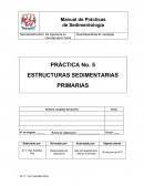 Práctica No. 5 Estructuras Sedimentarias Primarias