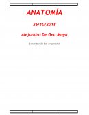 Anatomía. Constitución del organismo