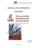 Agronegocios Aguacate