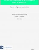 Pigmentos fotosintéticos