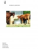 INFORME DE LABORATORIO disección de un ojo vacuno