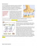 Fisiologia Neurotransmisores