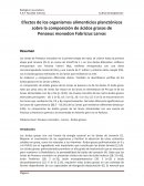 Penaeus monodon - Larvas - Ácidos grasos