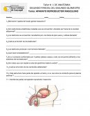 Taller # 1 DE ANATOMIA. APARATO REPRODUCTOR MASCULINO s/r