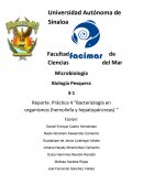 Reporte. Práctica 4 “Bacteriología en organismos (hemolinfa y hepatopáncreas) “