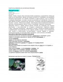 PLANTAS ALUCINOGENAS DE LOS ANTIGUOS PERUANOS