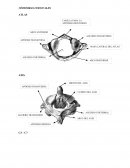 VÉRTEBRAS CERVICALES ATLAS