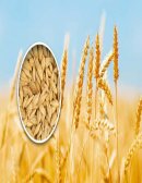 LA CEBADA: ORIGEN Y BENEFICIOS