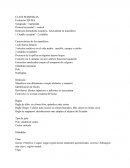 Clase mammalia