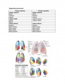 Tráquea, Bronquios y Pulmones