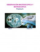 OBSERVACIÓN MACROSCOPICA Y MICROSCOPICA
