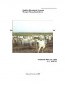 PROYECTO GANADERO SANTA ANA