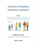 FUNCIONAMIENTO DE LOS APARATOS SEXUALES Y EL SISTEMA GLANDULAR