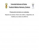 Producción de leche en rumiantes