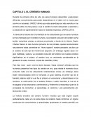 Tesina el cerebro humano