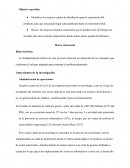 Decisiones de Tintan