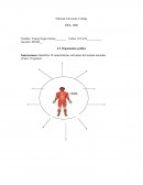 Anatomia tarea 2.3 Musculos