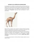 HISTORIA DE LOS CAMÉLIDOS SUDAMERICANOS