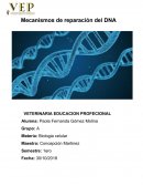 Mecanismos de reparación del DNA