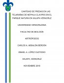 Nephila Clavipes Proyecto