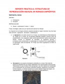 REPORTE PRACTICA 4. ESTRUCTURA DE REPRODUCCIÓN ASEXUAL EN HONGOS SAPRÓFITOS