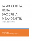 Alguien se a fijado en el sexo de las moscas