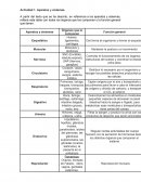 Actividad 1. Aparatos y sistemas