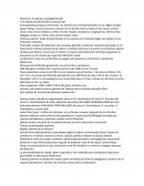 Fisiologia renal. Renina en el aparato yuxtaglomerular