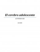 El cerebro adolescente