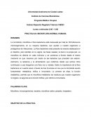 PRACTICA #4: MICROFLORA NORMAL HUMANA