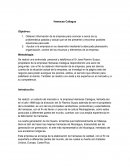 Caso empresa Hamacas Cailagua